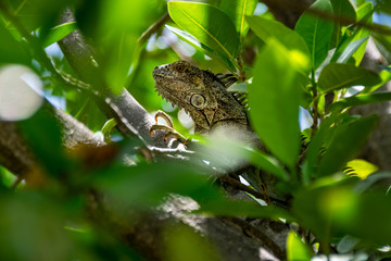 Green Iguana