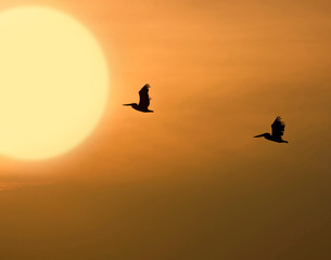 Pelicans in the Sunset at Mobile Bay