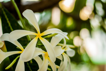 Fototapeta premium group of yellow white flowers (Frangipani, Plumeria) on a sunny day with natural background