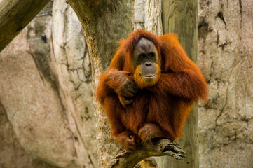 Sumatran Orangutan © Tad Denson