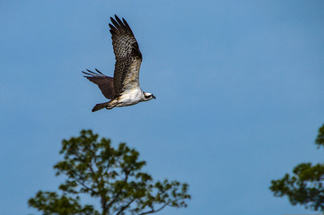 Osprey in flight