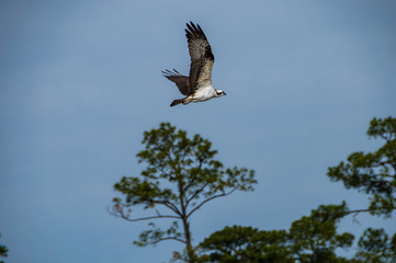 Fototapeta na wymiar Osprey in flight
