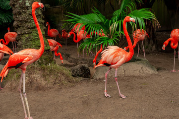 Pink Flamingos