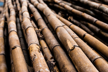 A pile of bamboo for making Khao Lam