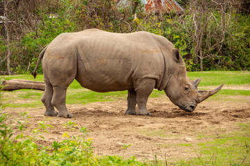 Obraz premium Rhinoceros