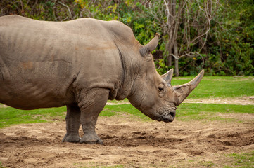 Rhinoceros