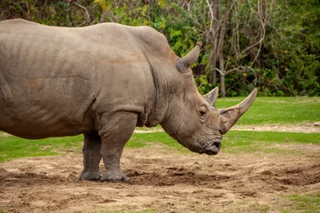 Foto op Plexiglas Rhinoceros © Tad Denson