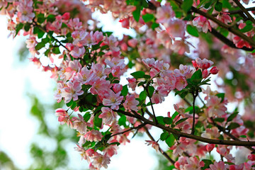 Chinese flowering crab-apple blooming
