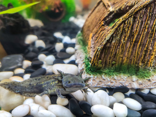 A dark green, black young Axolotl (Ambystoma mexicanum) sits in an aquarium on large smooth stones of white and black pebble, next to a part of a ceramic brown house.