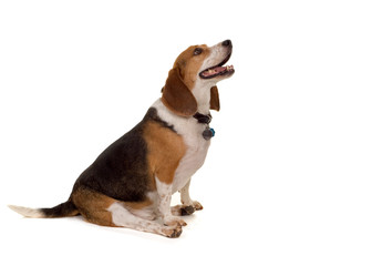 Sit puppy