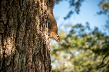 Squirrel in the tree