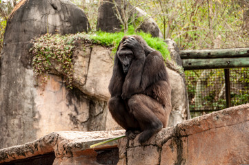 Obraz premium Gorilla - photo begging for a headline!