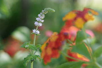 Yellow, Orange and Red Flower Lantana Camara: Beautiful Flowering Plant