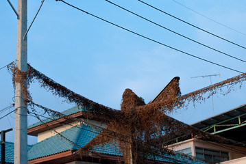 Vine on the power cable