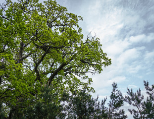 large oak with light green leaves in spring, view from below on a cloudy sky background
