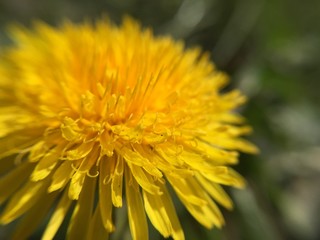 yellow dandelion flower