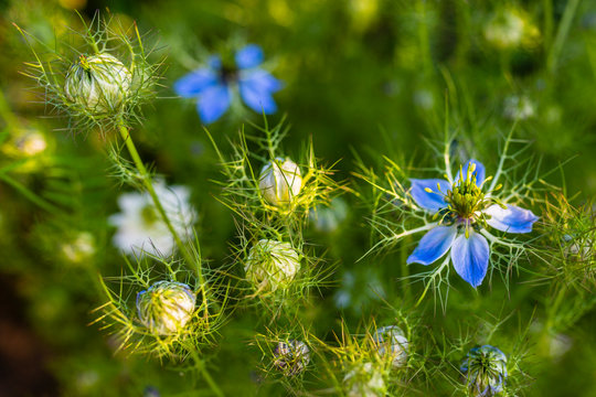 Nigella sativa, Black Cumin with blue flowers in a herbal garden. Medicine herb and spice with black seed.