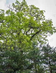 large oak with light green leaves in spring, view from below on a cloudy sky background