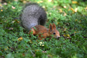 squirrel in summer in a birch grove