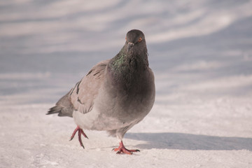 A pigeon walks in the snow on the road