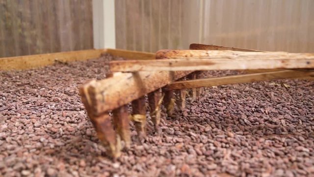 Raking Cacao Beans with wooden rake_Close Up.