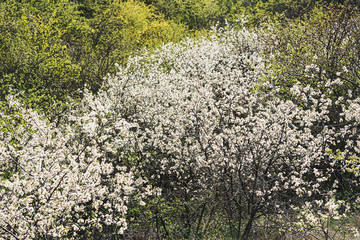 A magnificent grove with wild cherries