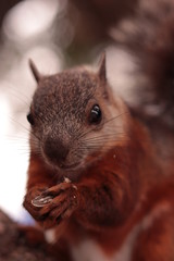 squirrel in the park