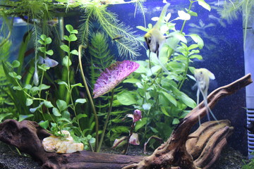 acuarios, plantas, naturaleza
