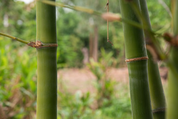 Fototapeta na wymiar Branch of bamboo forest in nature.