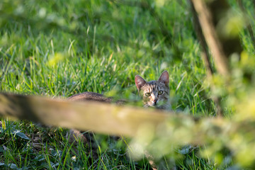 Fototapeta premium Gray striped domestic cat in tall grass looks over a wooden fence