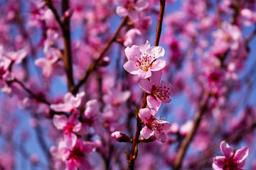 Fototapeta na wymiar Soft focus peach tree or peach blossom close-up.