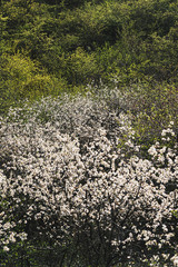 A magnificent grove with wild cherries