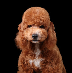 Funny curly poodle puppy, portrait