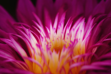Obraz premium Close up of beautiful water lily in pond, The new hybrid water lily in Thailand. Beautiful lotus on nature background. Selective focus and free space for text. Colorful of lotus for natural background