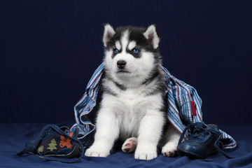 Cute siberian husky puppy with shirt and boots