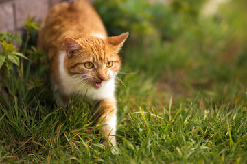Naklejka na ściany i meble Red cat with yellow eyes meowing in green grass in spring summer. Ginger red and white cat walking outdoors. Homeless cat after vaccination and sterilization looking for home.