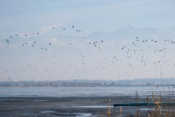 A flock of birds circling over a lake with industrial waste