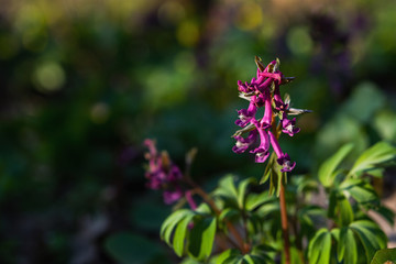 Beautiful spring flower corydalis in forest. Spring primrose tufted (Corydalis) on a blurred forest background. Spring flower in selective focus