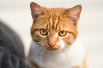 Close up portrait of red cat with yellow eyes looking in camera. Ginger red and white cat. Homeless red cat looking for home after vaccination and sterilization sitting on lap of volunteer.