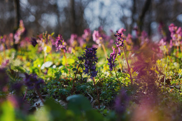 Beautiful spring flower corydalis in forest. Spring primrose tufted (Corydalis) on a blurred forest background. Spring flower in selective focus