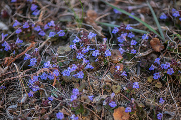 Glechoma hederacea. Nepeta glechoma Benth., Nepeta hederacea  is an aromatic, perennial, evergreen...