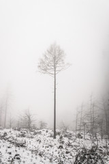 tree in fog in winter