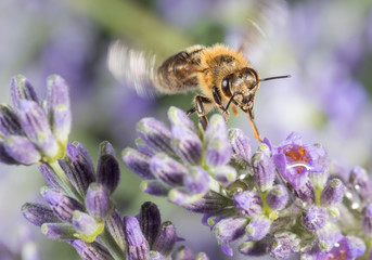 Macro of honey bee collects pollen on lavender.