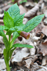 In spring, Scopolia carniolica blooms in the forest