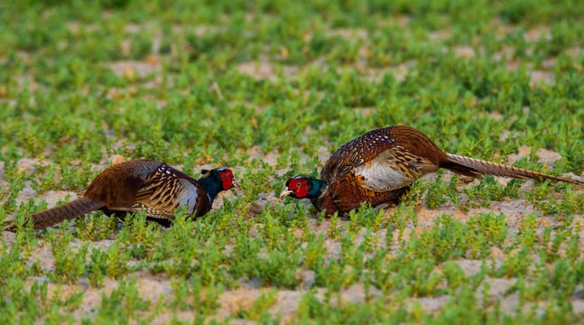 mating pheasant fight on the green field
