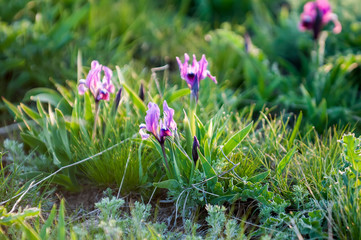 Wild violet iris flower growing in nature, summer seasonal floral sunny background
