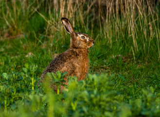 Naklejka premium hare sitting motionless in the field