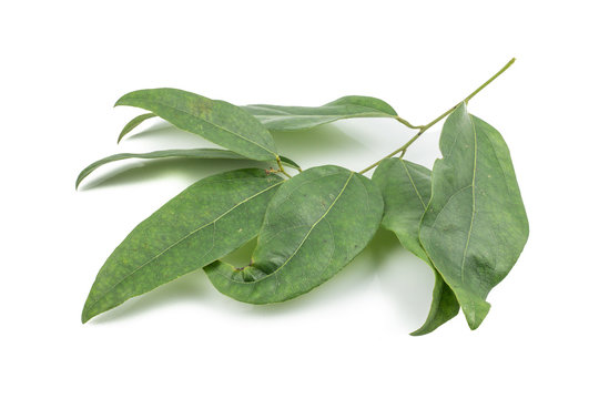 Fresh Bamboo grass or Bai Ya Nang Leaves (Tiliacora triandra (Colebr.) Diels) isolated on white background. concept Herbal and Vegetable extracts are medications for treating diabetes and heart diseas