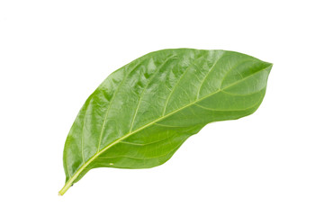 Fototapeta na wymiar Great morinda, Tahitian noni, Indian mulberry, Beach mulberry (Morinda citrifolia) isolated on white background. concept Herbal and Vegetable extracts are medications for Reduce heart disease risk