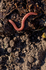 Junge Regenwürmer
